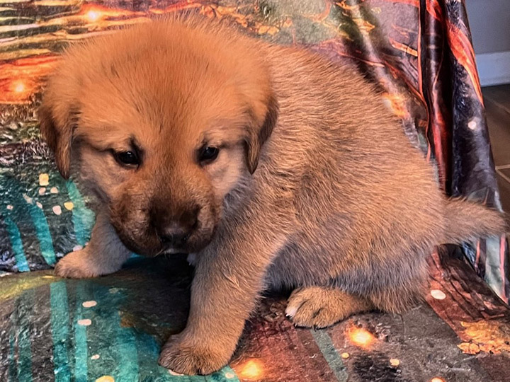 chinook puppy